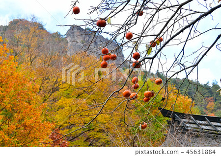 Persimmon nuts Persimmon nuts 45631884