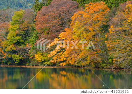 Nakanojo水壩秋葉 Nakanojo水壩秋葉 45631921