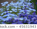 Nemophila Baby blue eyes 45631943