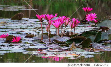 Pink lotus flower blooming in the lake Pink lotus flower blooming in the lake 45632057