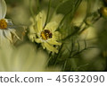 Flower Rigid Sunflower 45632090