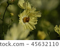 Flower Rigid Sunflower 45632110