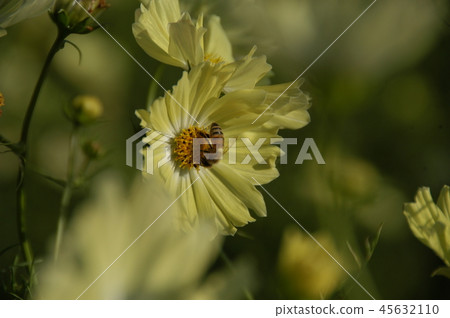 Flower Rigid Sunflower Flower Rigid Sunflower 45632110
