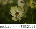 Flower Rigid Sunflower 45632111