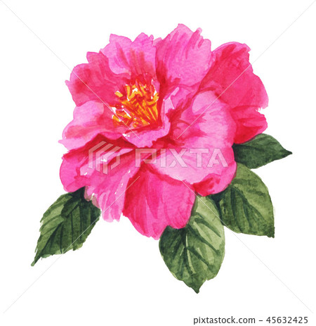 花朵花花卉 插圖素材 圖庫