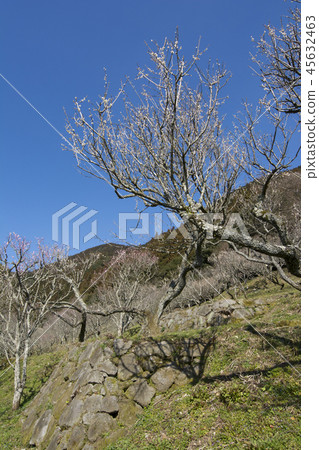 Fukuoka Fukuoka 45632463