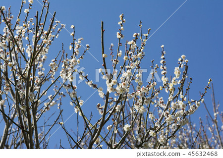 Fukuoka Fukuoka 45632468