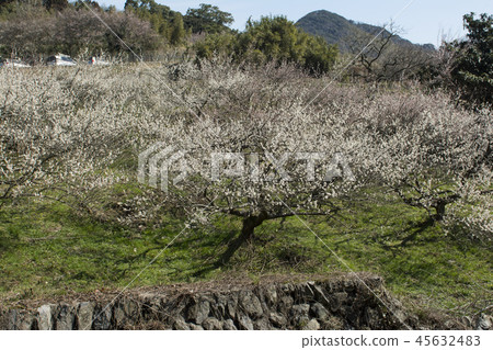 Fukuoka Fukuoka 45632483