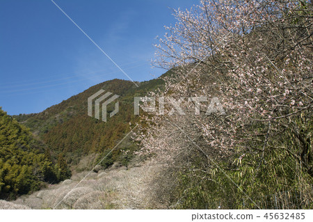 Fukuoka Fukuoka 45632485