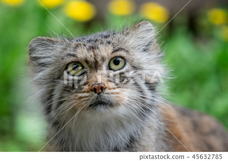 Manul or Pallas's cat, Otocolobus manul 45632785