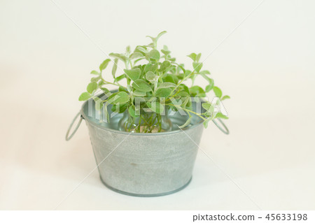 Helixam Petiolere in a tin bucket 45633198
