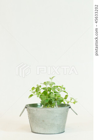 Helixam Petiolere in a tin bucket Helixam Petiolere in a tin bucket 45633202