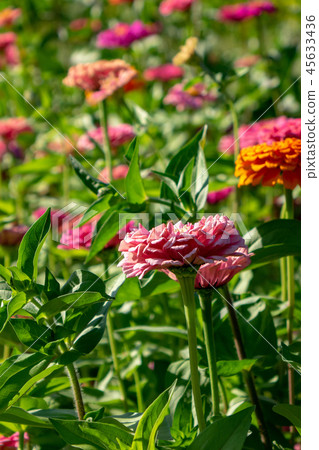 Beautiful summer flowers of cynia with green leaves in the garden on a sunny summer day. Natural 45633436