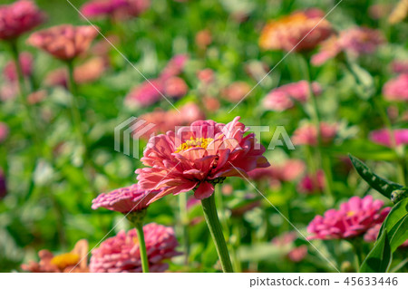 Bright pink flower of zinnia in a rustic garden on a sunny summer day. Natural colorful background 45633446