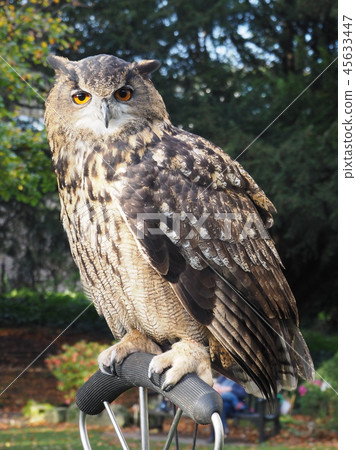 Portrait of an Eagle Owl Portrait of an Eagle Owl 45633447