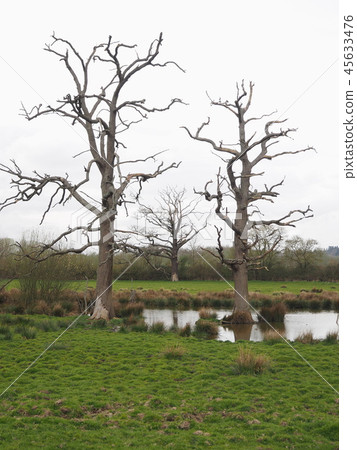Three old and gnarled trees 45633476
