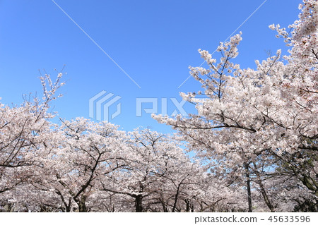 Cherry Blossoms Cherry Blossoms 45633596