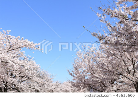 櫻花 櫻花 45633600