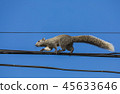 squirrel walking on a wire. 45633646