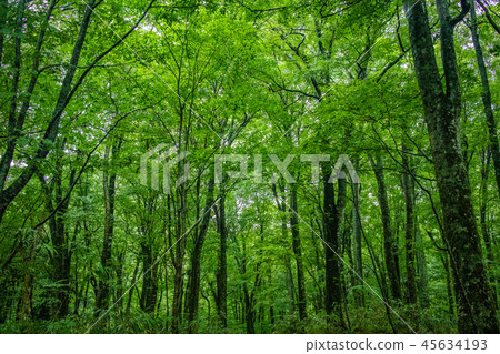 [Aomori Prefecture] Beech forest in the Shirakami Mountains 45634193