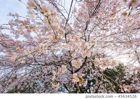[東京]櫻花樹 45634526