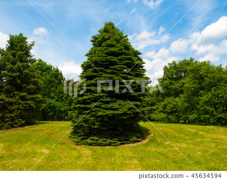 Coniferous tree in the park Coniferous tree in the park 45634594