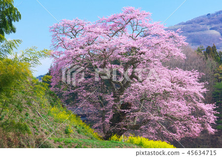Ippon Sakura-Koreji Temple Jizo Sakura Ippon Sakura-Koreji Temple Jizo Sakura 45634715