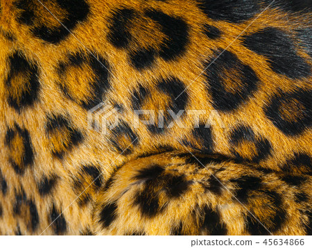 Leopard skin detail 45634866