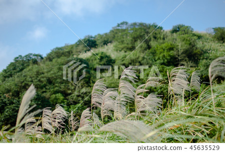 秋白的秋天浪漫。台灣台北市陽明山國家公園 秋白的秋天浪漫。台灣台北市陽明山國家公園 45635529