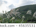 秋白的秋天浪漫。台灣台北市陽明山國家公園 45635531