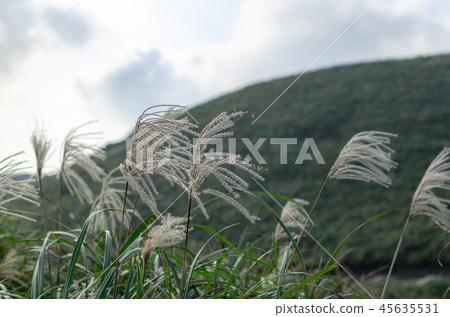 秋白的秋天浪漫。台灣台北市陽明山國家公園 秋白的秋天浪漫。台灣台北市陽明山國家公園 45635531