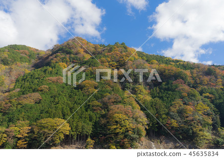 Yellow leaf 231 Yellow leaf 231 45635834