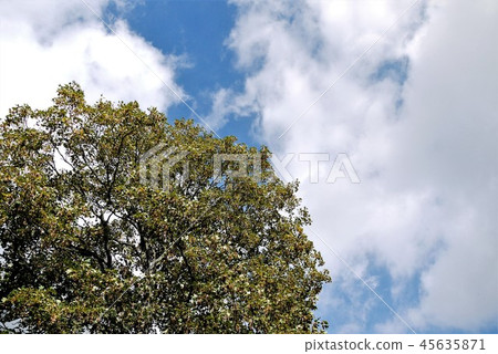 Reims Lance trees early fall 45635871