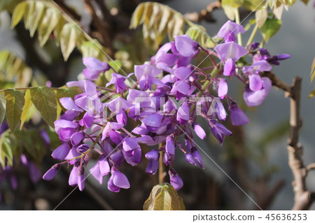 紫藤 45636253