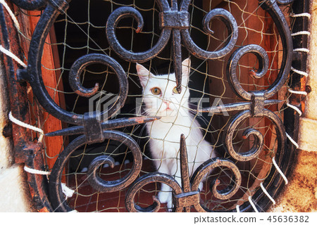 Blue eyed white cat stares at camera with safety net on its side 45636382