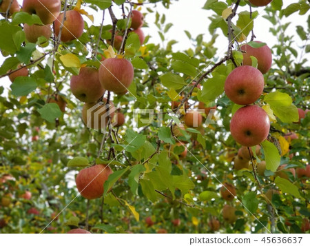 Apple Apple 45636637