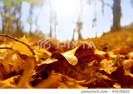 Autumn beautiful landscape with dry fallen leaves 45636685
