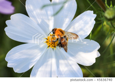 Cosmos cosmos Cosmos cosmos 45636740