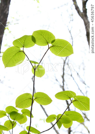 Young leaves of early spring Young leaves of early spring 45636797