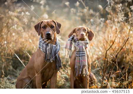 Ridgeback and Vizsla autumn portrait in wear 45637515