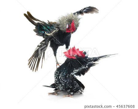cockfight isolated on white 45637608