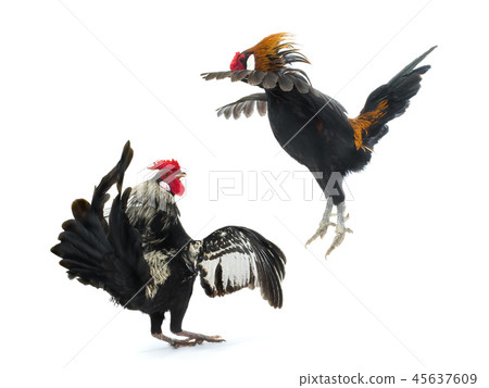 cockfight isolated on white 45637609