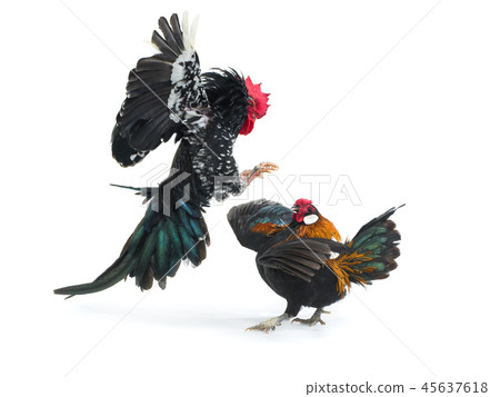 cockfight isolated on white 45637618