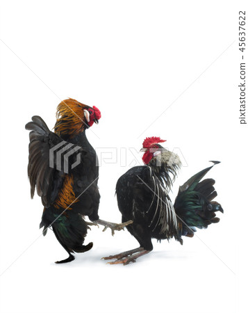 cockfight isolated on white 45637622