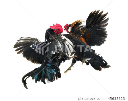 cockfight isolated on white 45637623