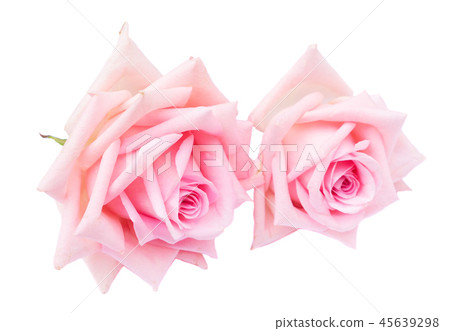 Pink blooming roses Pink blooming roses 45639298