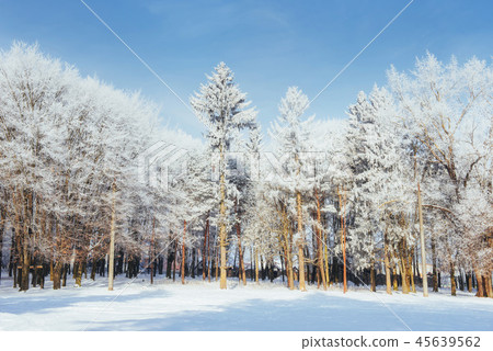 Trees in cold winter day and snow 45639562