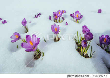 Blooming violet crocuses in mountains. Carpathians, Ukraine, Europe 45639744