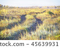 A single track in a yellow autumn field, as background 45639931