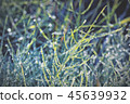 Unsaturated color and tone of plant covered with hoarfrost as background 45639932